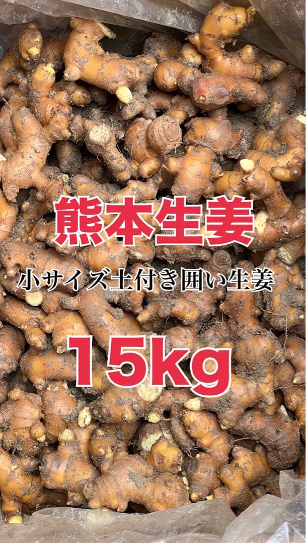 オーロ　熊本生姜 土付き囲い生姜 1 5kg