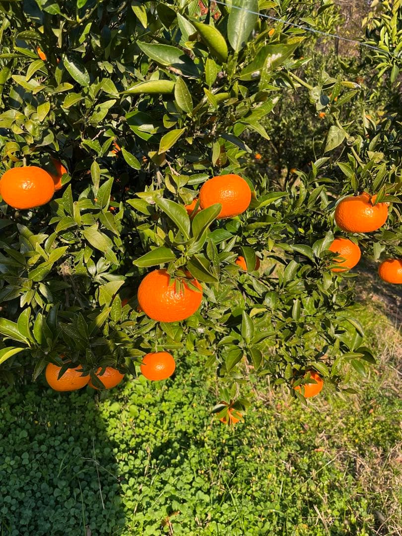 津之輝　2L秀品 10キロ入