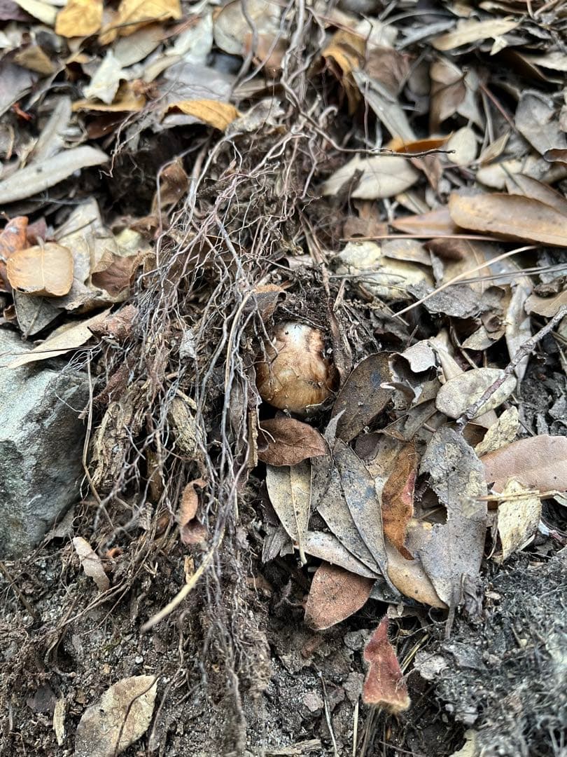 【大阪泉州産】天然松茸 採れたて良品☆4本130g国産
