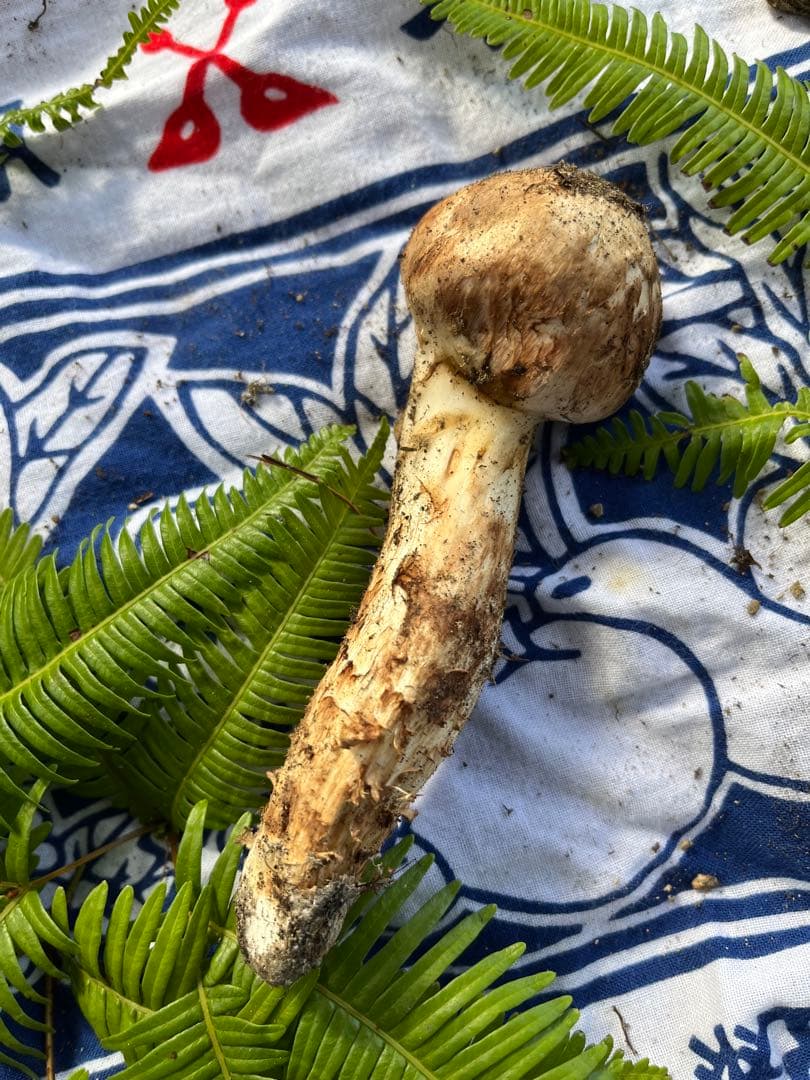 【大阪泉州産】天然松茸 採れたて良品☆4本130g国産