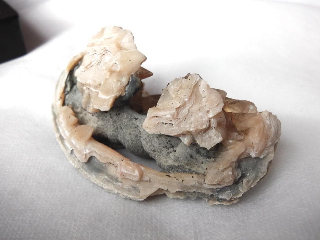 m盆・・・さま専用：方解石化した二枚貝の化石 カルサイト 鉱物標本 蛍光鉱物