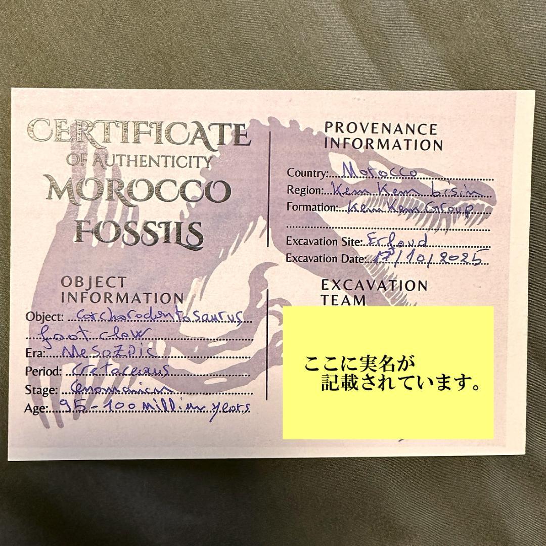 カルカロドントサウルス フットクロウ かぎ爪 化石 肉食恐竜 獣脚類 1515