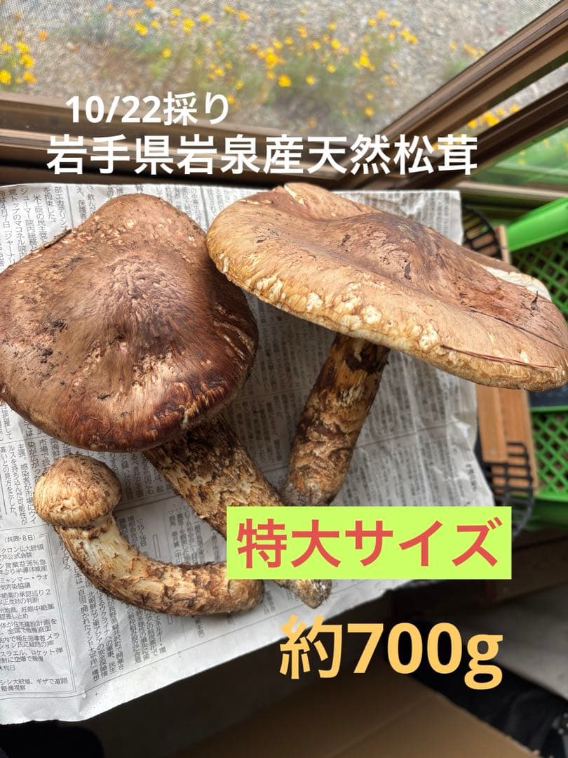 岩手県岩泉産松茸10/22午前採り