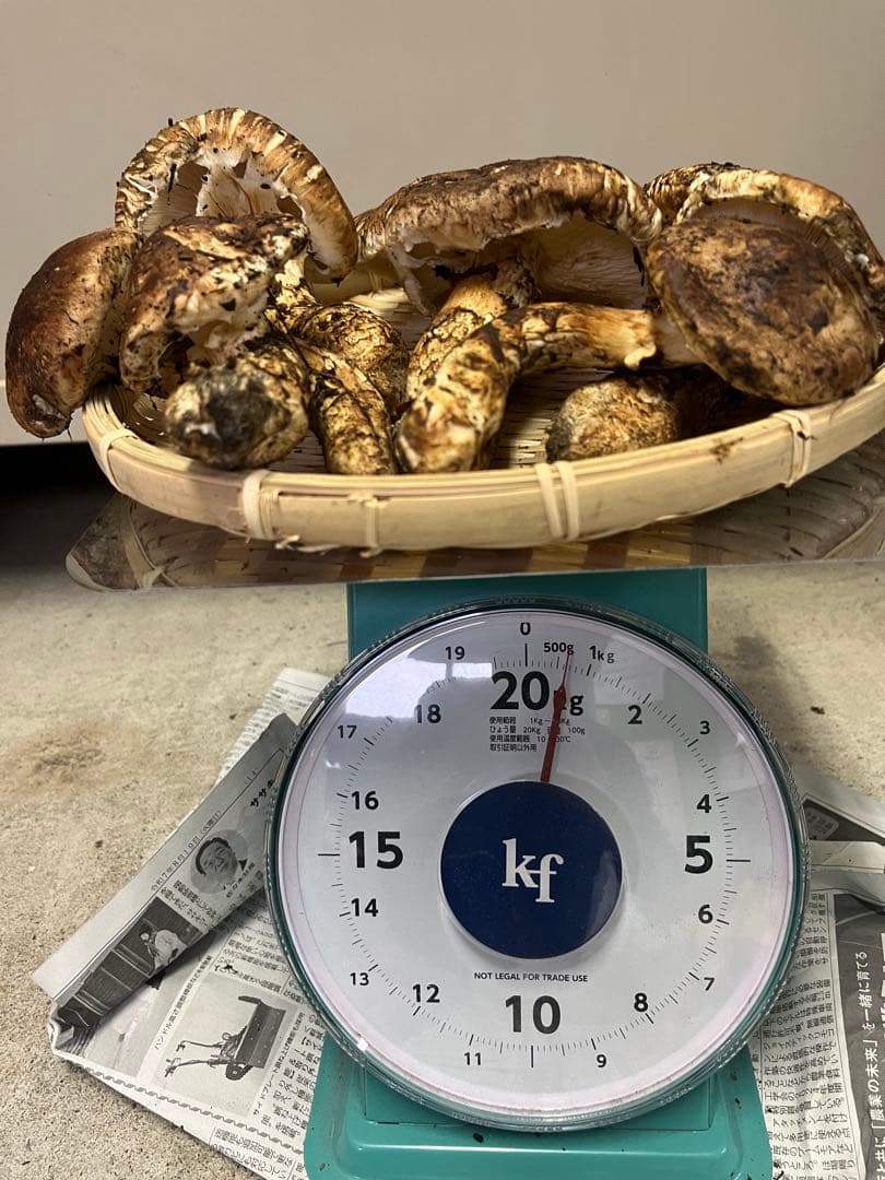 岩手県産松茸　開き　最終値下げ