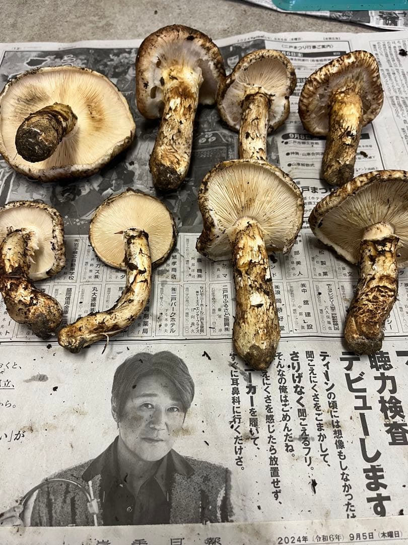 岩手県産松茸　開き　最終値下げ