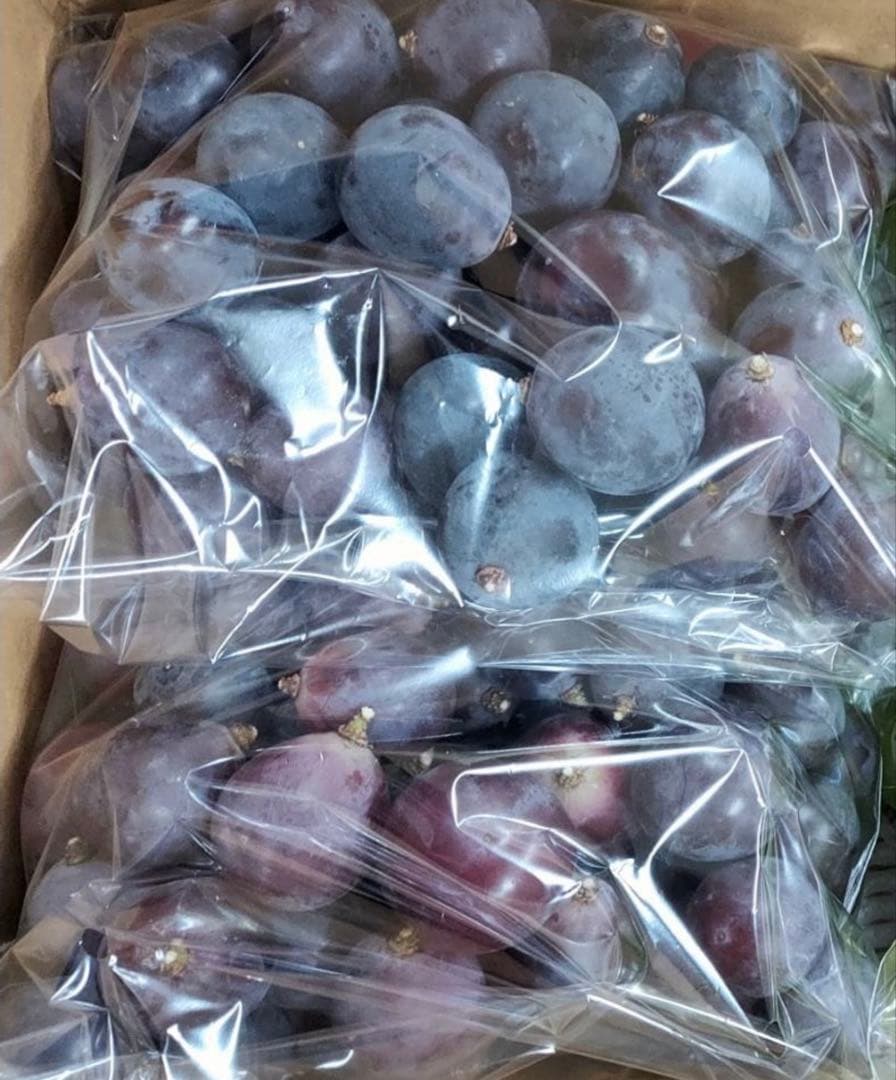 ★ L❤️ ★山形県産　加工用　訳あり　ピオーネ　粒　10キロ　種なしぶどう