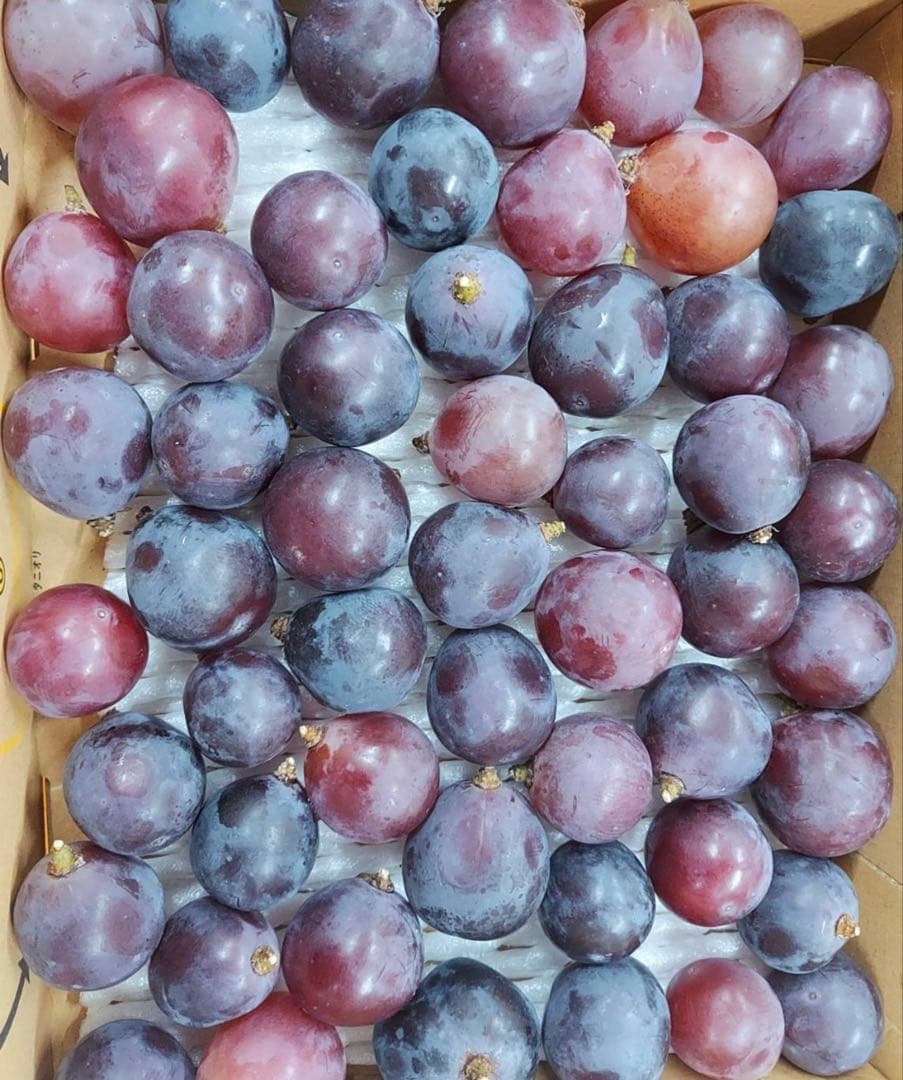 ★ L❤️ ★山形県産　加工用　訳あり　ピオーネ　粒　10キロ　種なしぶどう
