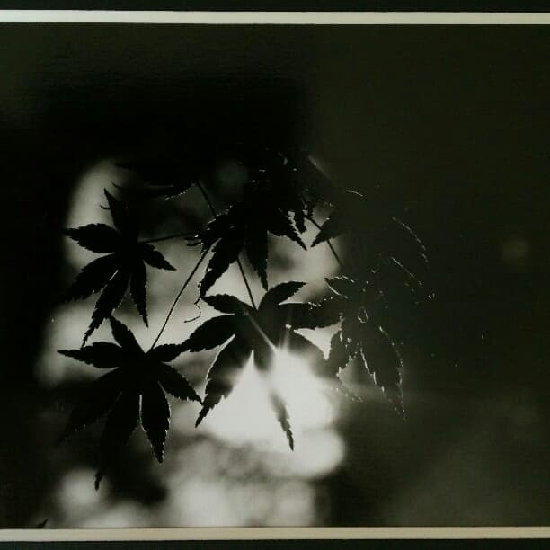 紅葉「い・ろ・は」 大切な想い出。秋