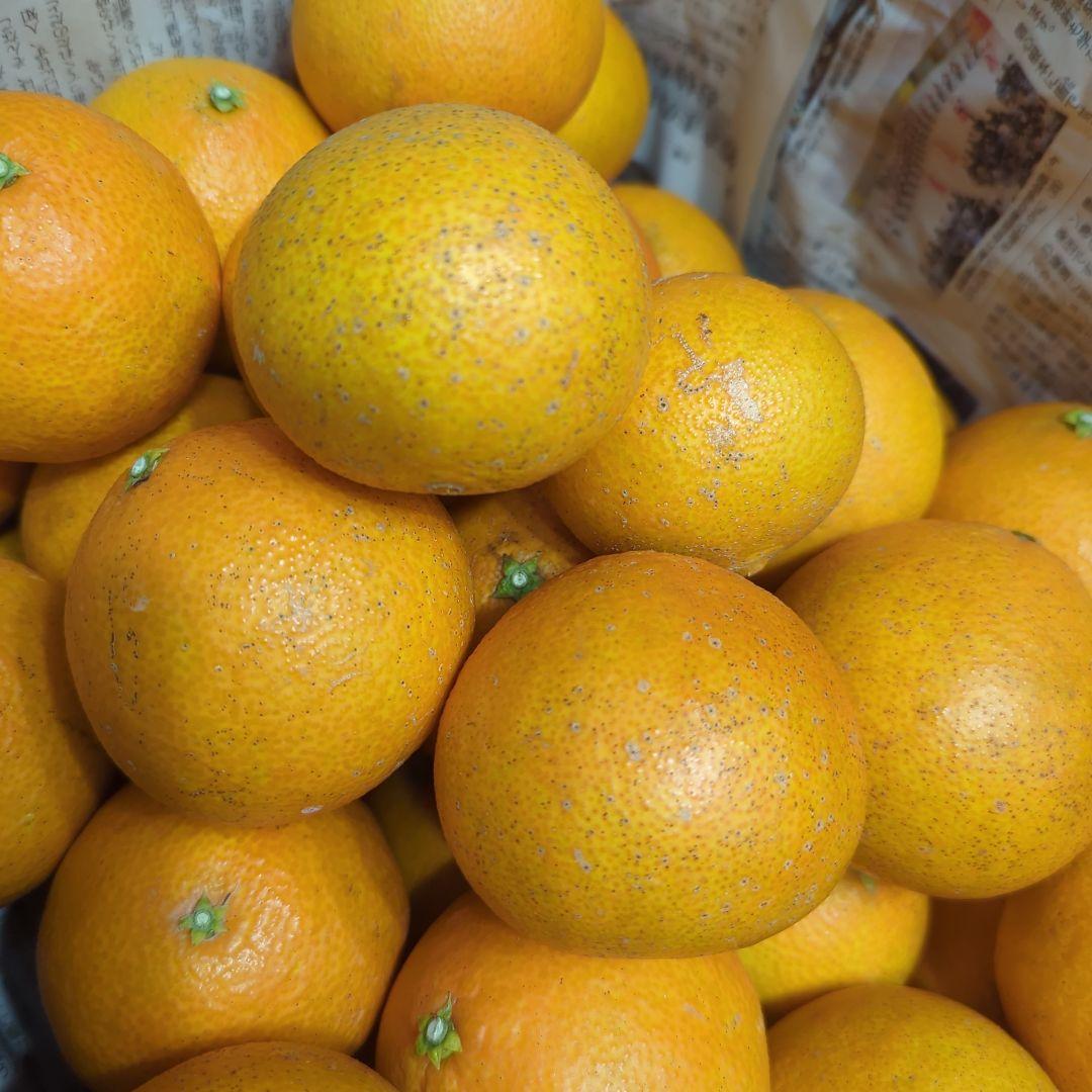 115愛果 まどんな 家庭用 10kg