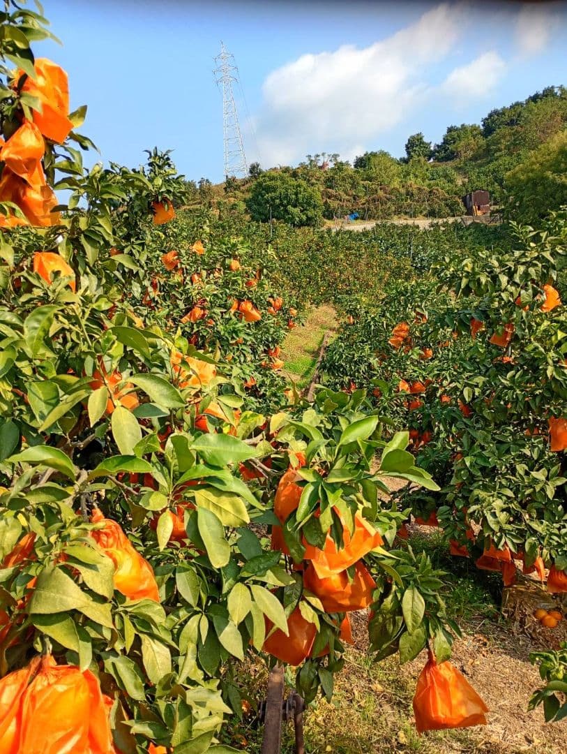 115愛果 まどんな 家庭用 10kg