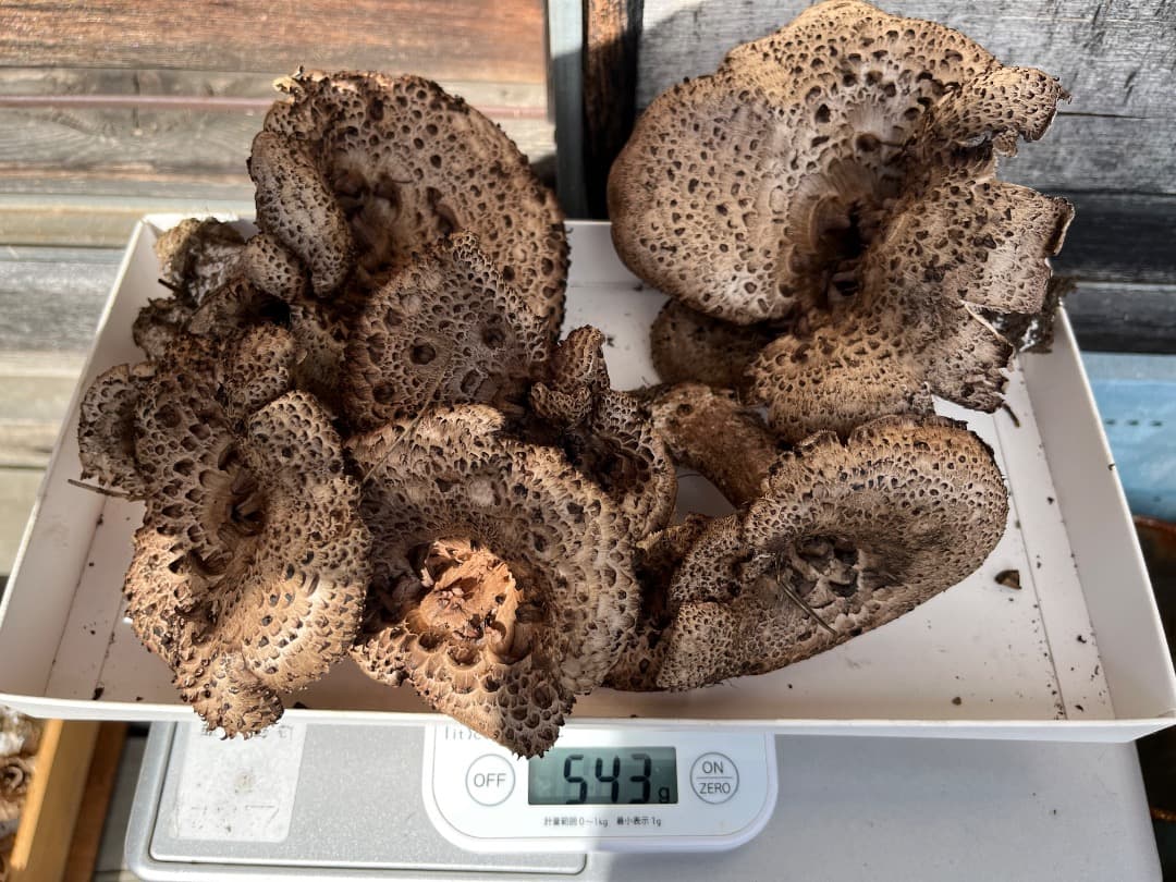 香茸　天然香茸　961グラム