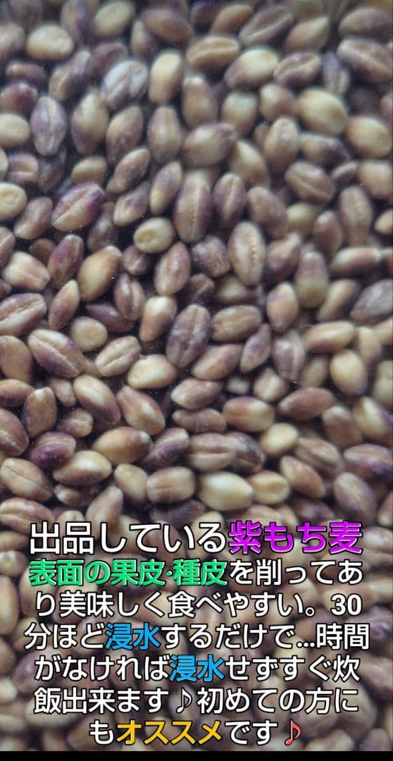 ぶーちゃん もち麦10kg 紫もち麦 ダイシモチ 食べやすく精麦済