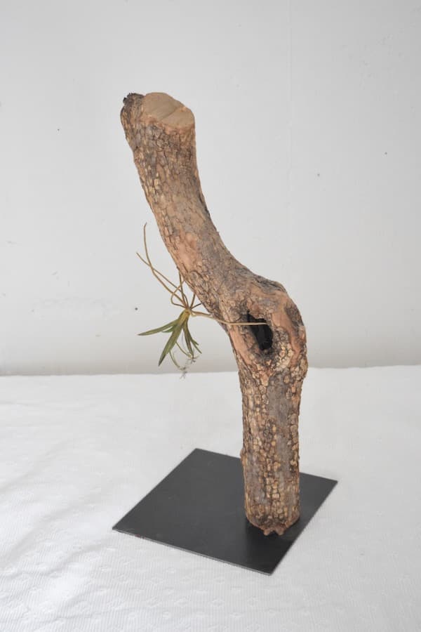 モリソン小林 morison kobayashi 金属のフウラン風蘭 オブジェ