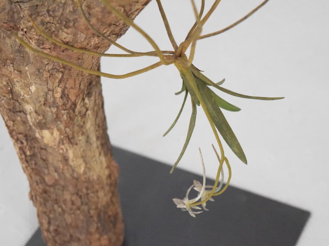 モリソン小林 morison kobayashi 金属のフウラン風蘭 オブジェ