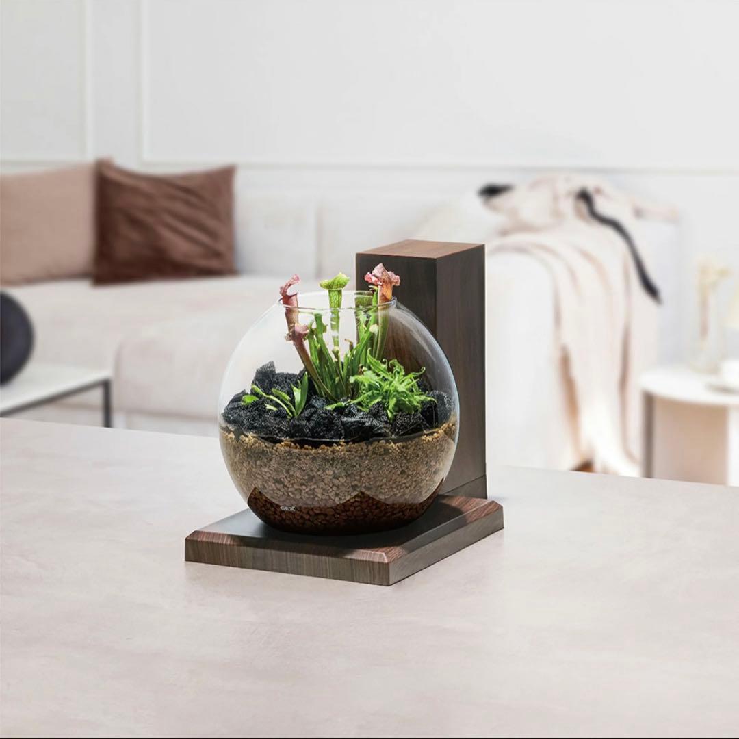 GEX グラスアクア PERCO ダークウッド ペルコ