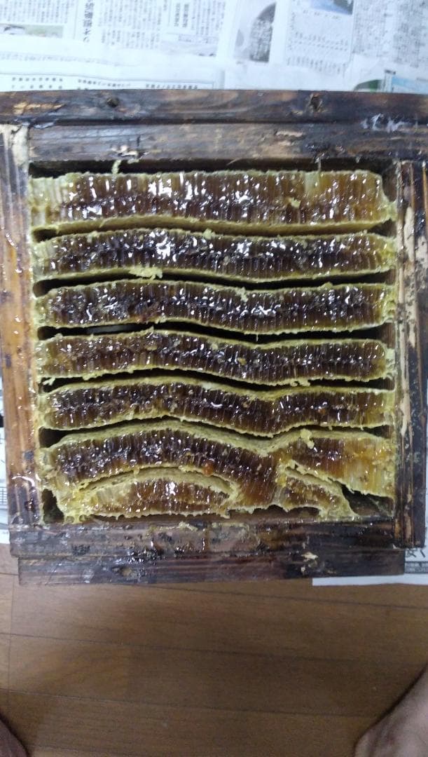 日本ミツバチ百花蜜1000ｇ