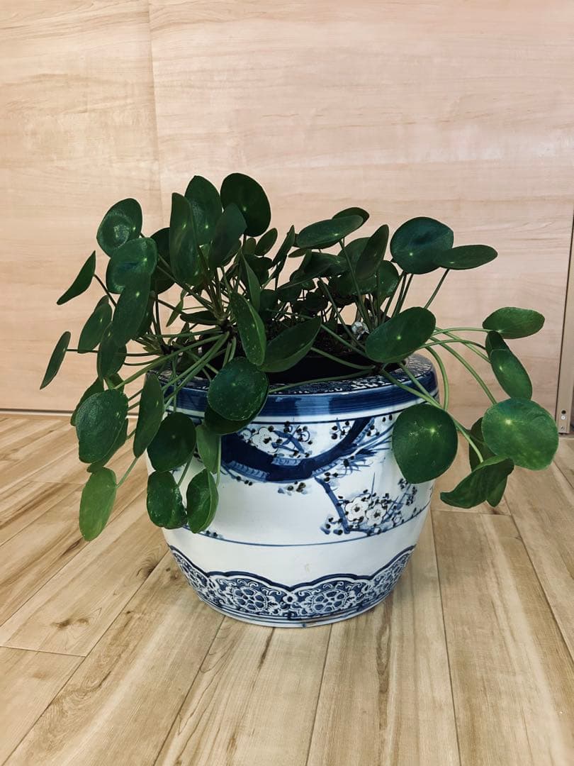 火鉢 古伊万里風【一点物】｜鉢カバー・観葉植物用｜藍色 和モダン インテリア