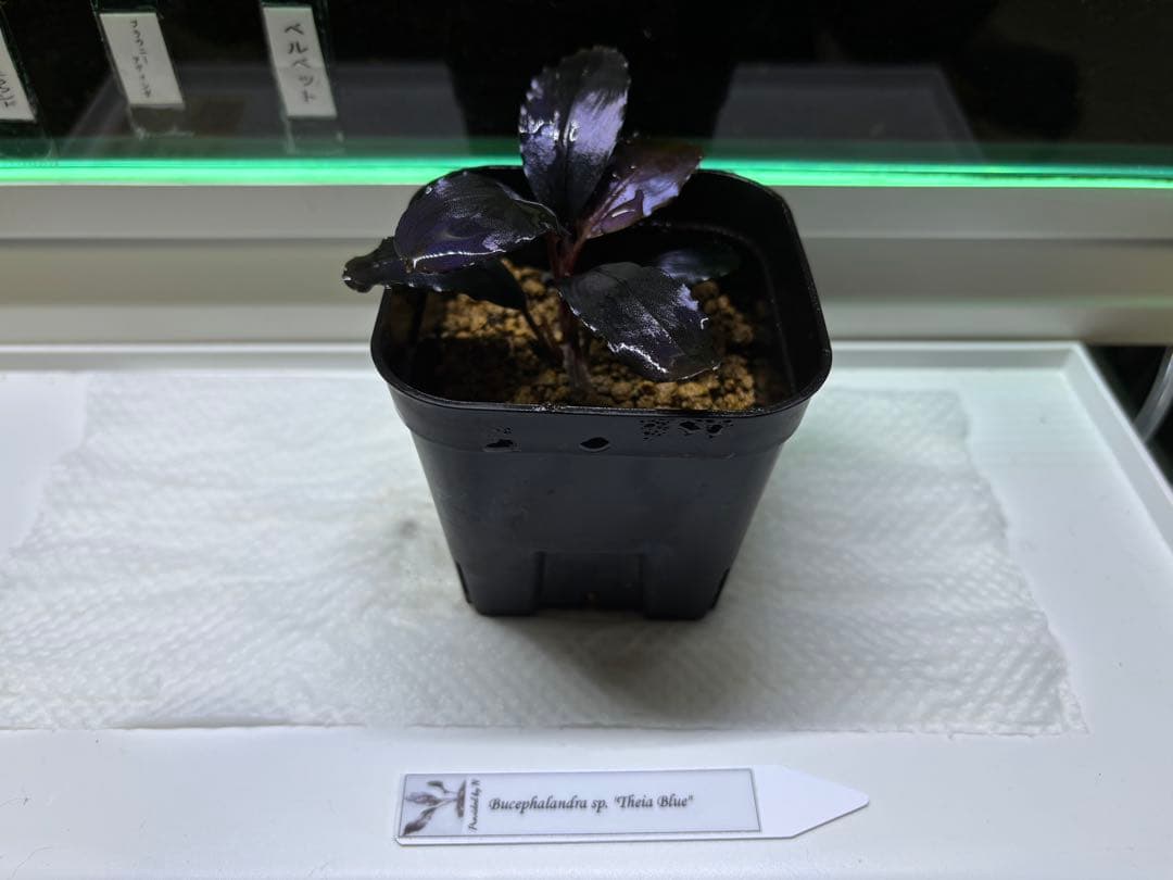 水草 Bucephalandra sp. theia blue