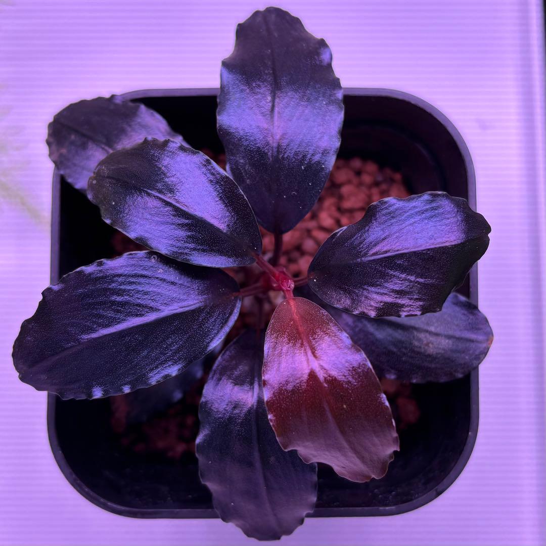 水草 Bucephalandra sp. theia blue