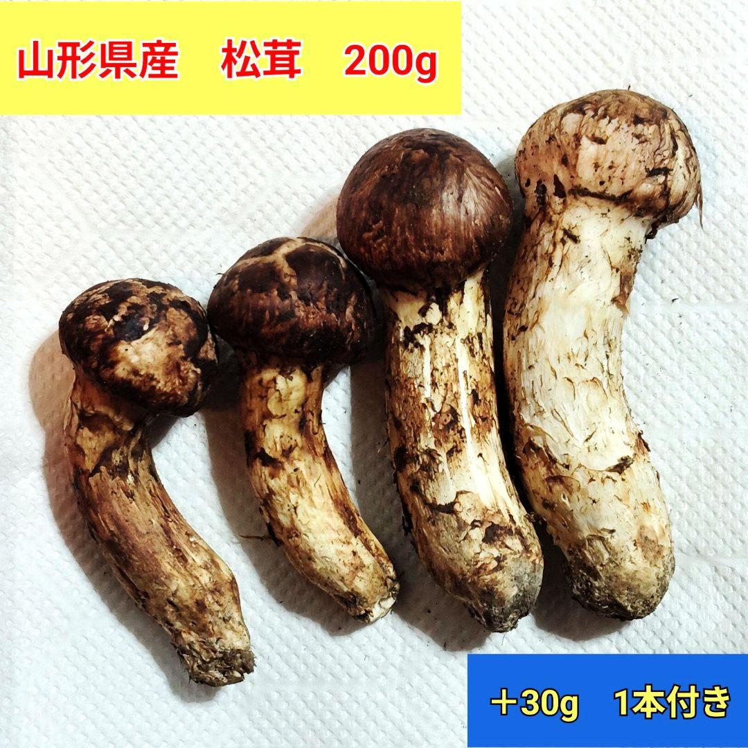 山形県産　松茸　200g　つぼみ　国産　マツタケ　1本おまけ