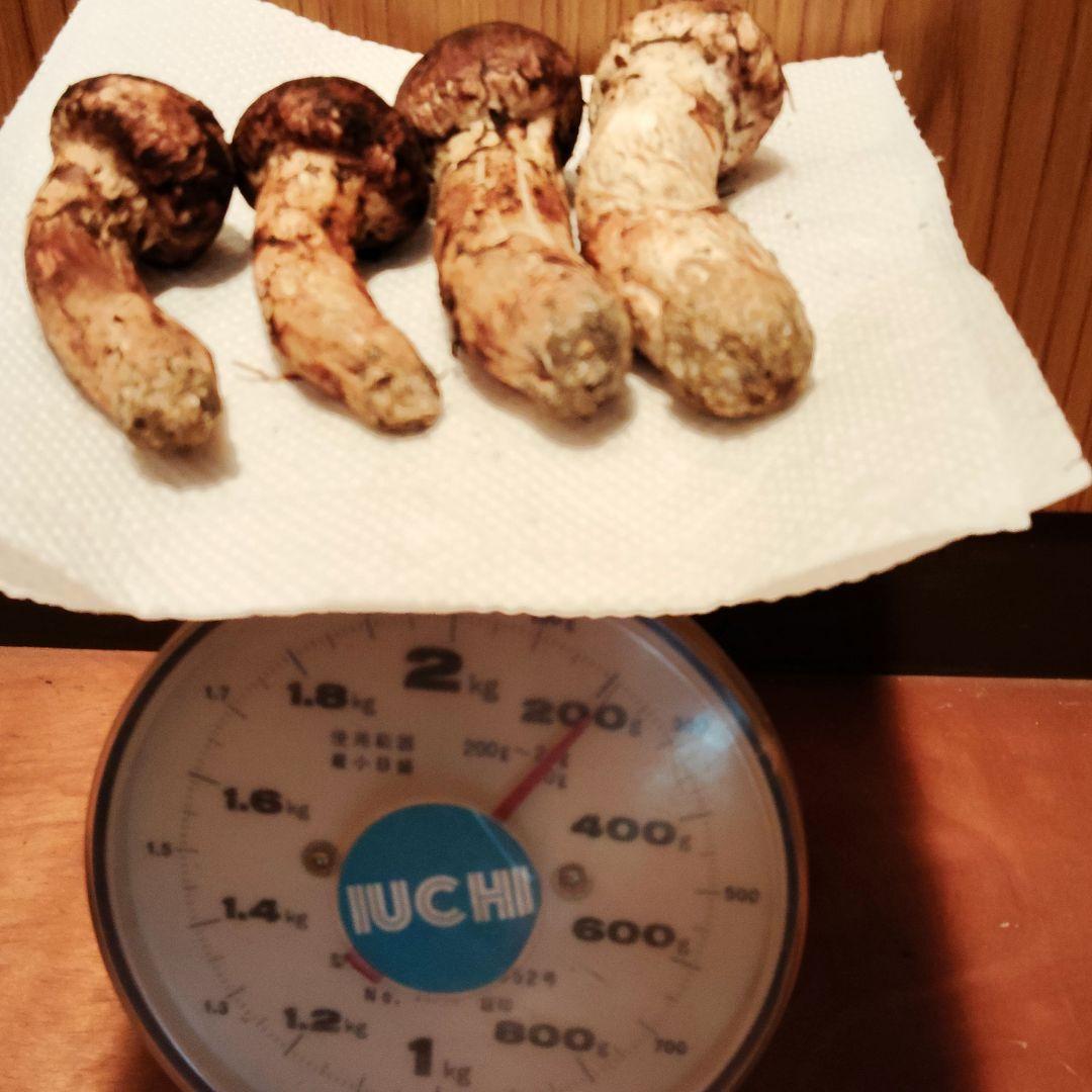 山形県産　松茸　200g　つぼみ　国産　マツタケ　1本おまけ