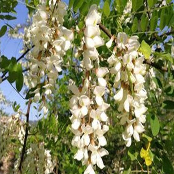 ✨アカシア蜂蜜５本&百花蜜５本　生はちみつ　非加熱ハチミツ