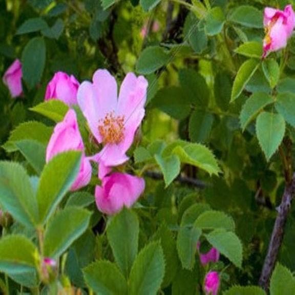 ✨アカシア蜂蜜５本&百花蜜５本　生はちみつ　非加熱ハチミツ