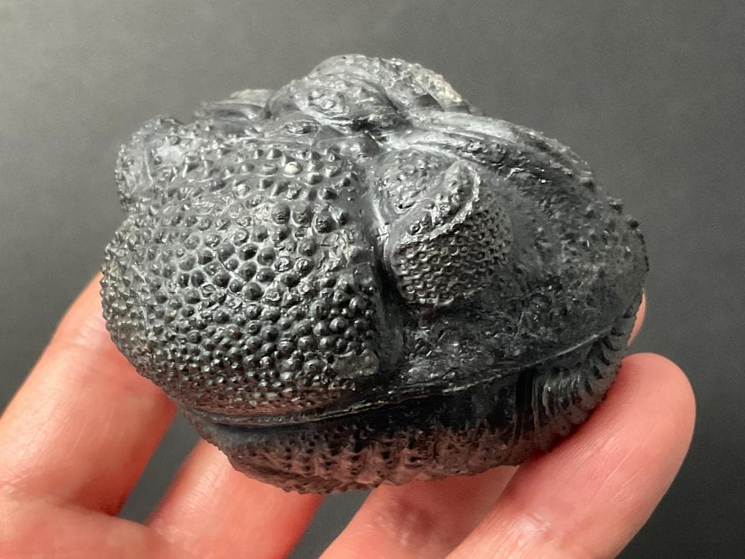 ドロトプス・メガロマニクス [PH59] 三葉虫 化石