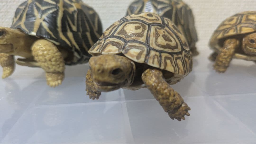 いきもの大図鑑　リクガメ　フィギュア　まとめ　子ガメ　バラ不可