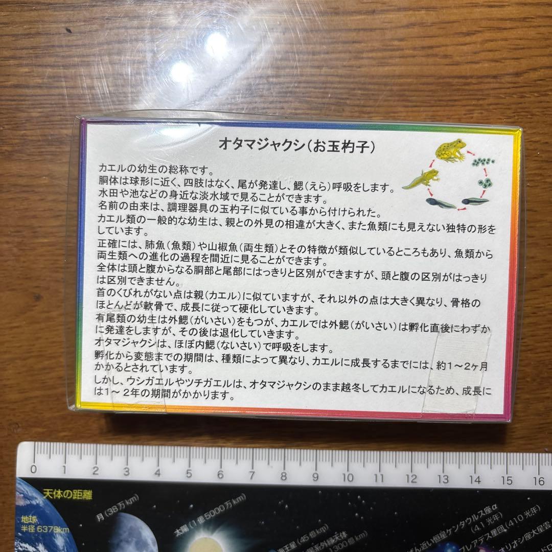 オタマジャクシ標本 4体セット　カエル　おたまじゃくし　変態　標本　レジン