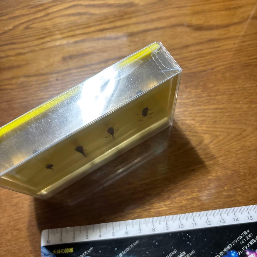 オタマジャクシ標本 4体セット　カエル　おたまじゃくし　変態　標本　レジン