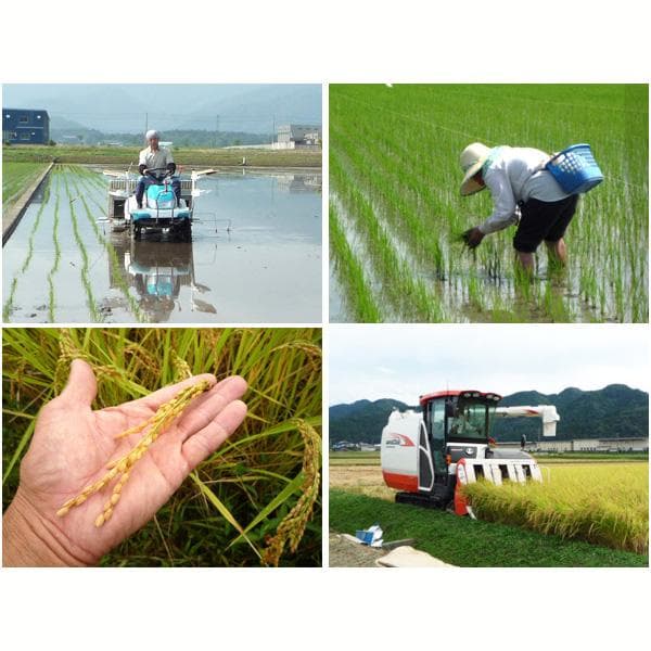 無農薬有機米コシヒカリ玄米２５kg（福井７年産新米）食味ランク最高 S・精米無料