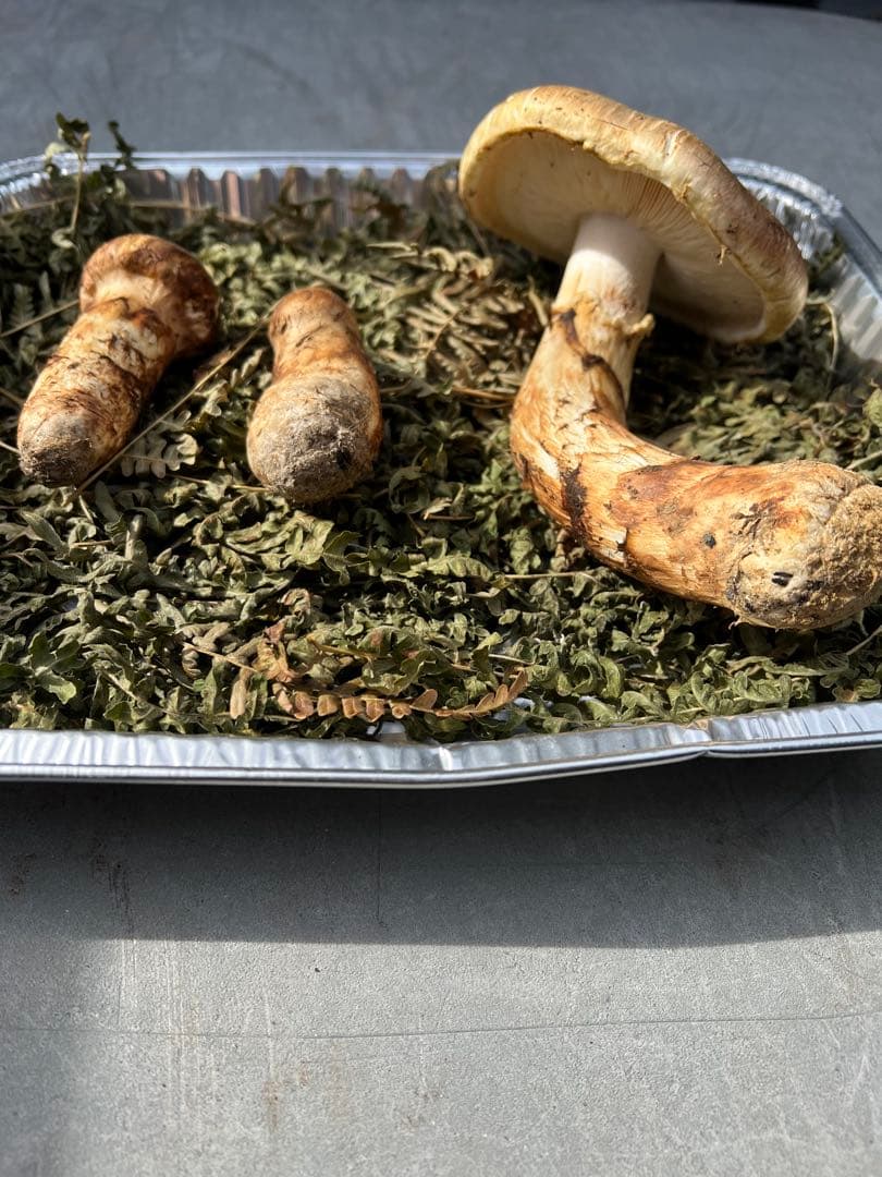 岩手県産 松茸 極上開き蕾 セット