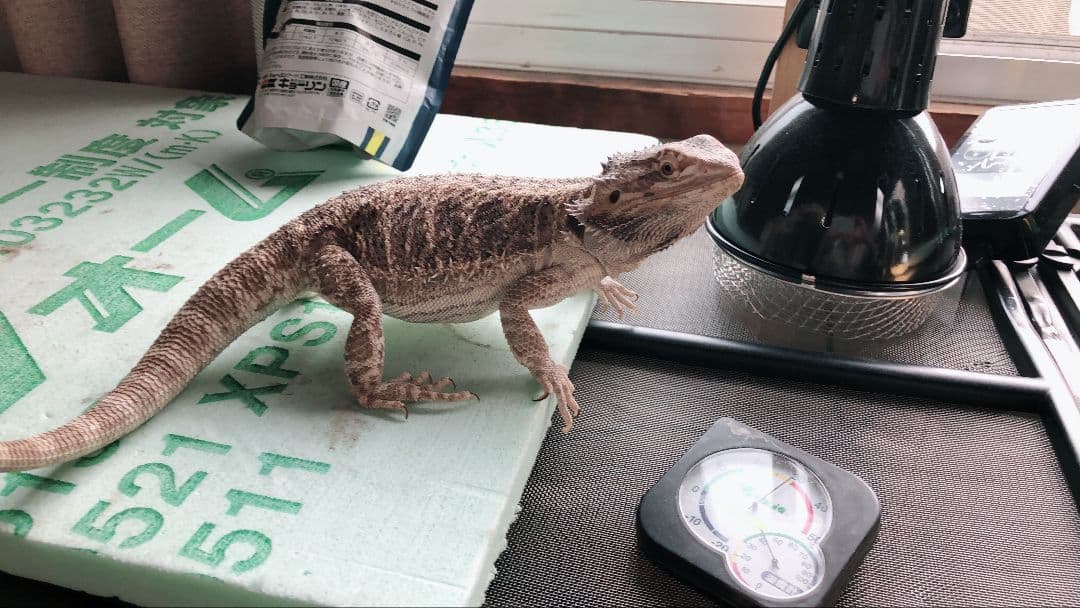 ゼンスイ　ソーラーラプターHIDランプ　　メタハラ　70W爬虫類