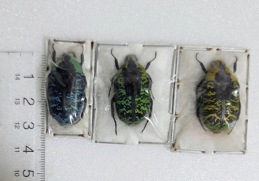 サザナミマラガシーハナムグリ3色3頭セット！特上個体！