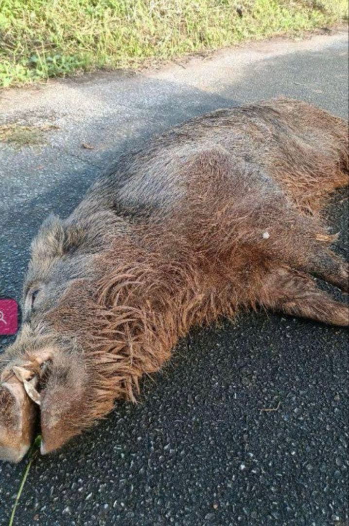 くくり罠 薄型 12cm 5セット 土台一体型