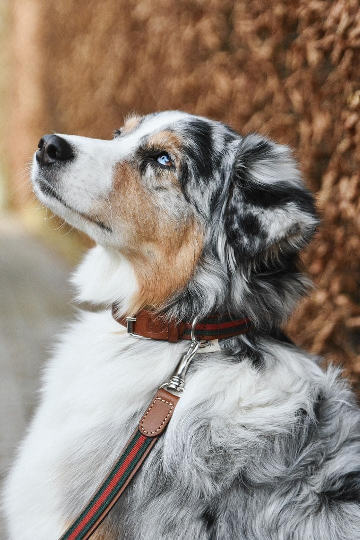 Baseball Green 高級犬用リードと首輪セット（小型犬　中型犬）