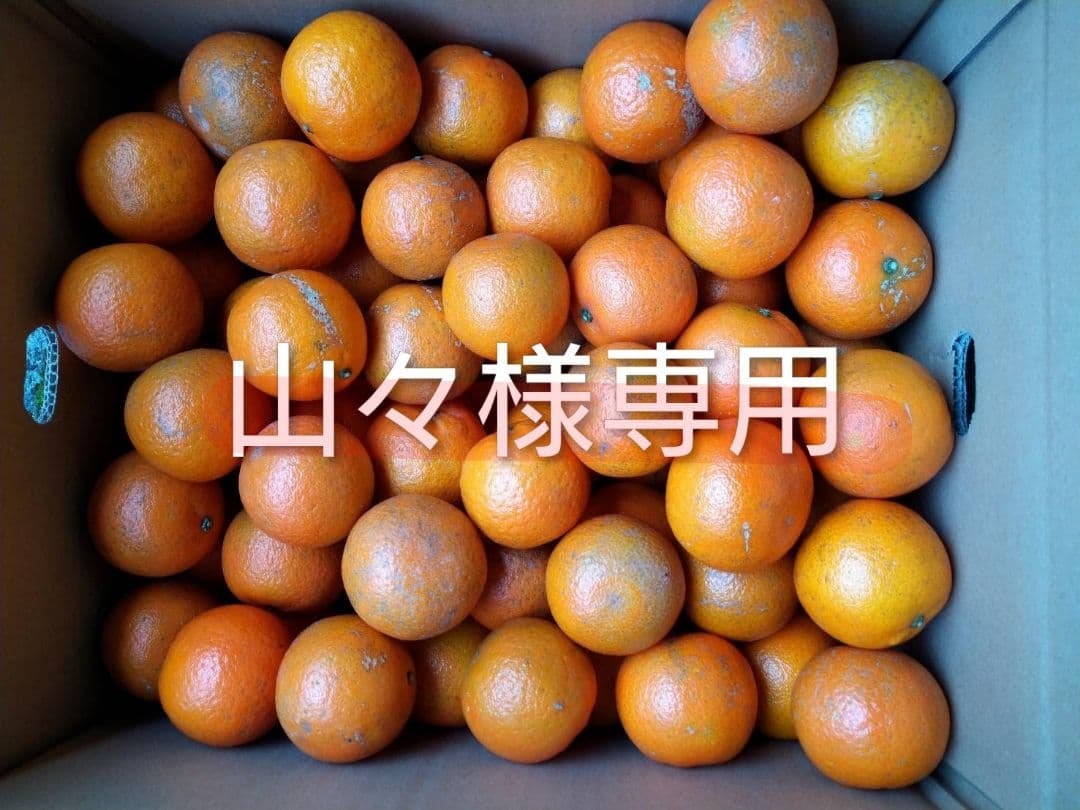山々　屋久島たんかん　MS 、加工 20キロ