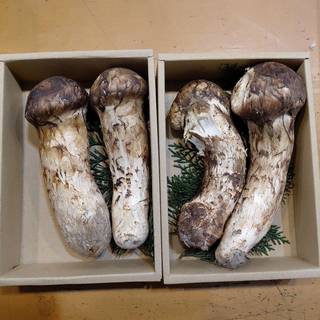 新鮮中国産マツタケ2個セット