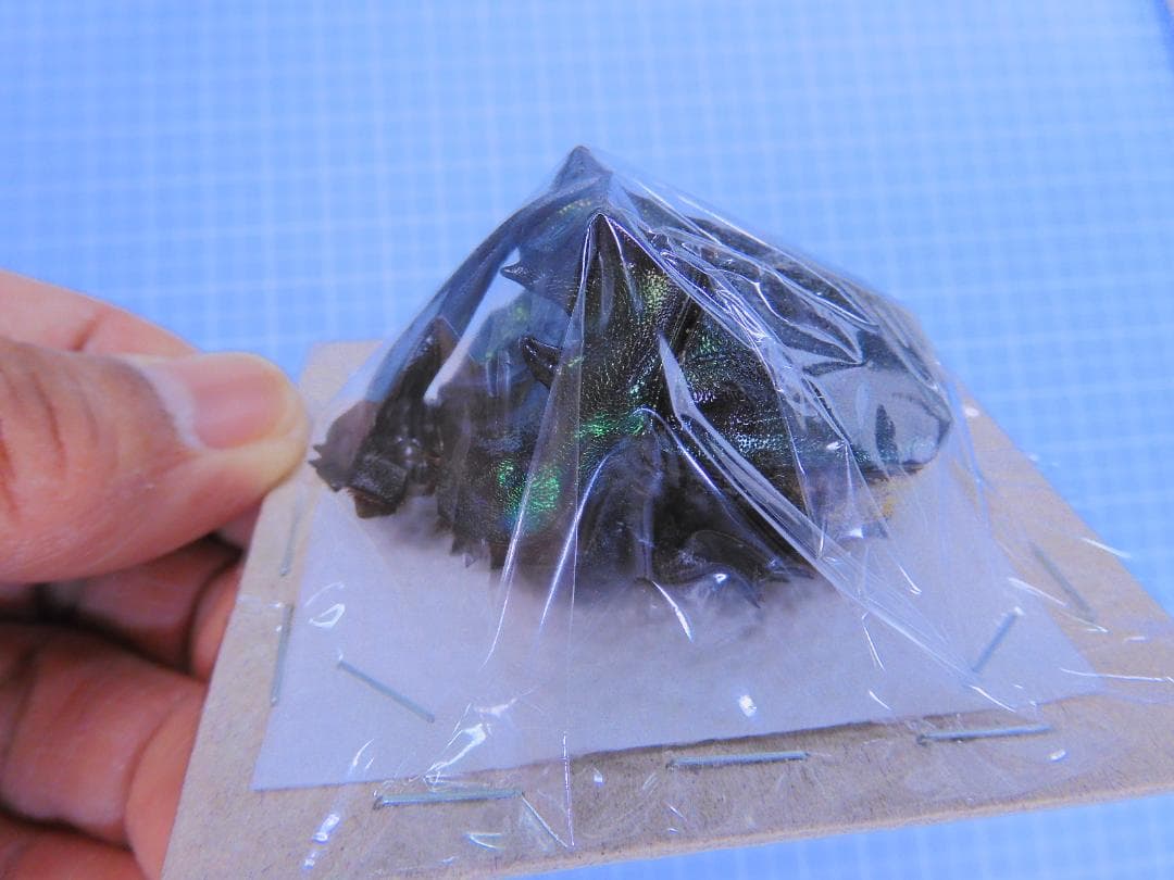 最大級　エンシフェールニジダイコクコガネ　52mm 51mm