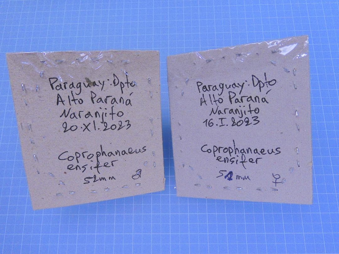 最大級　エンシフェールニジダイコクコガネ　52mm 51mm