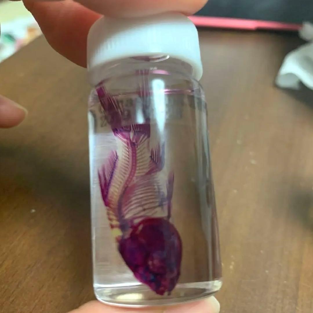【極希少・極美品】小魚の標本　小瓶　Carassius auratus