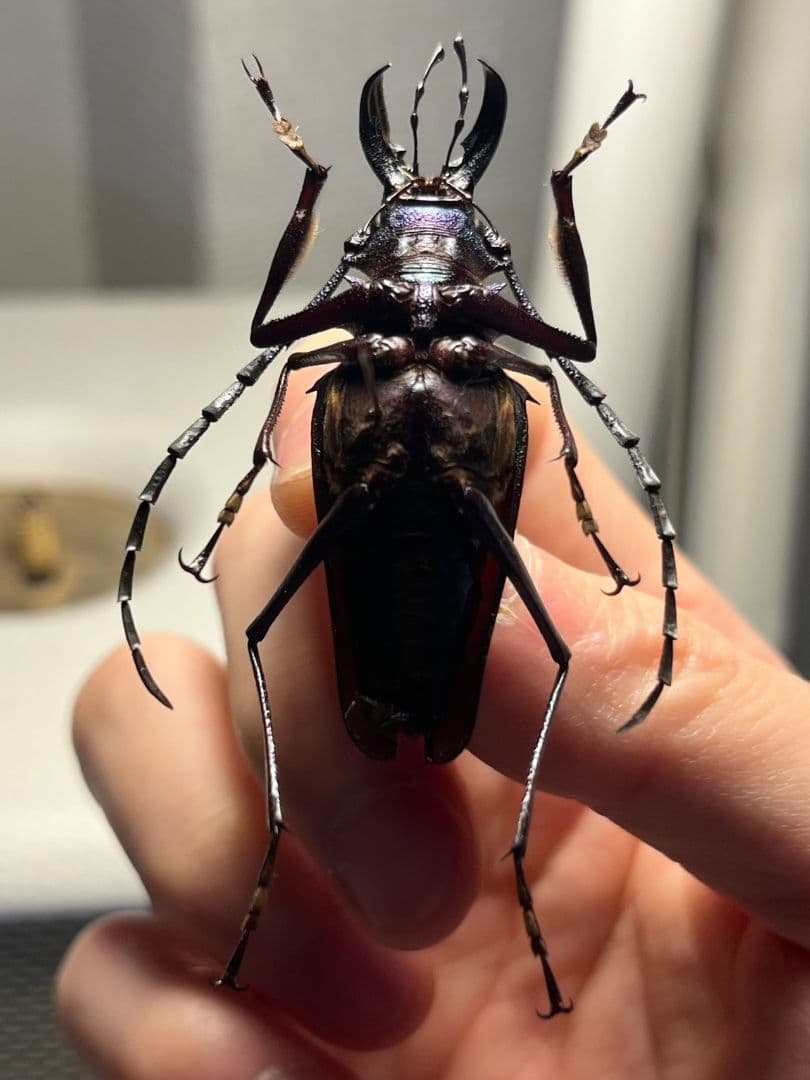 【青緑黄】ルリオニカミキリ ムラサキオニノコギリカミキリ 昆虫標本