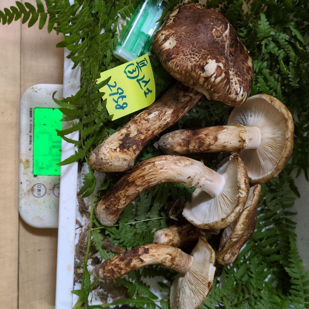 和歌山松茸 新鮮朝市　込み込み　295㌘