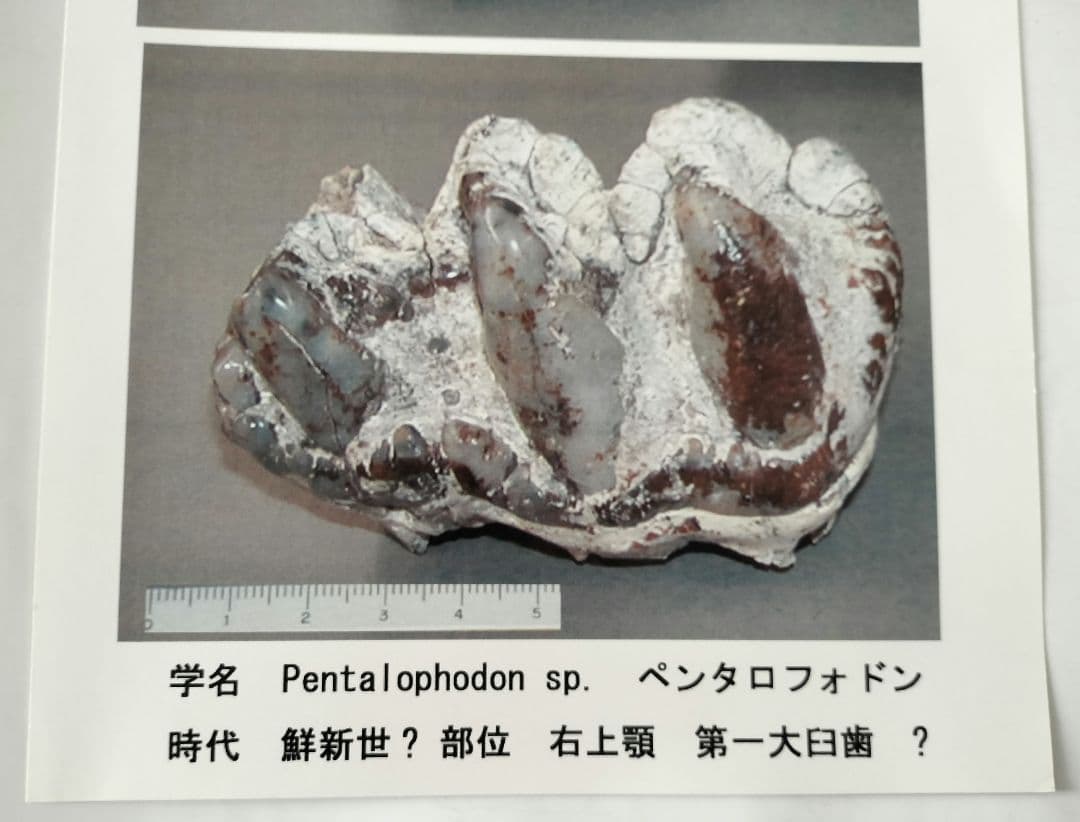 ペンタロフォドンの歯の化石