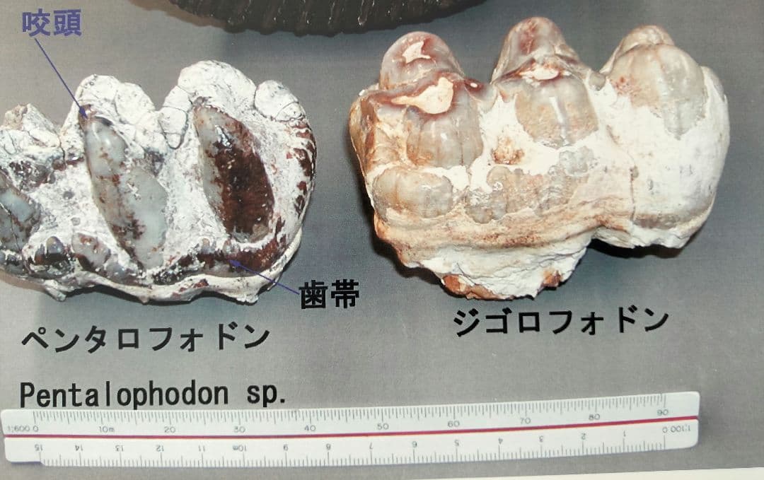 ペンタロフォドンの歯の化石