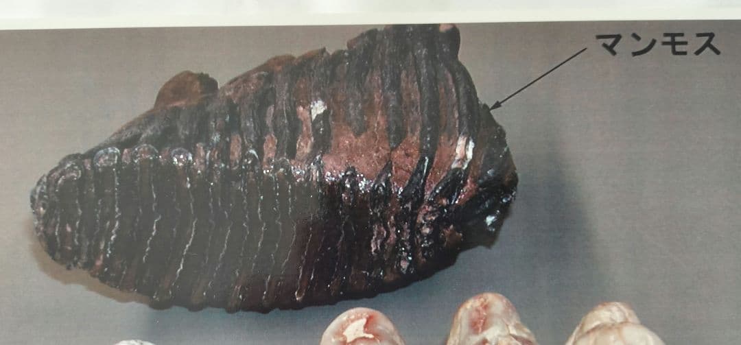 ペンタロフォドンの歯の化石