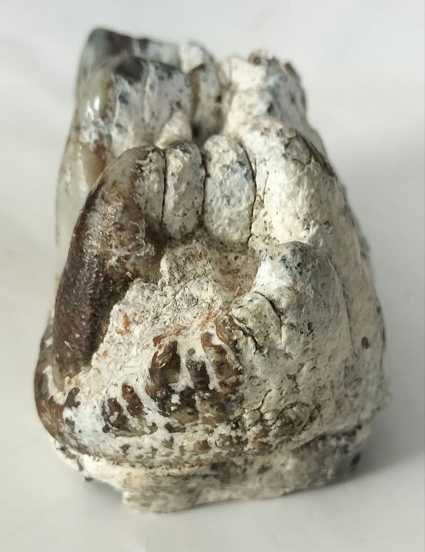 ペンタロフォドンの歯の化石