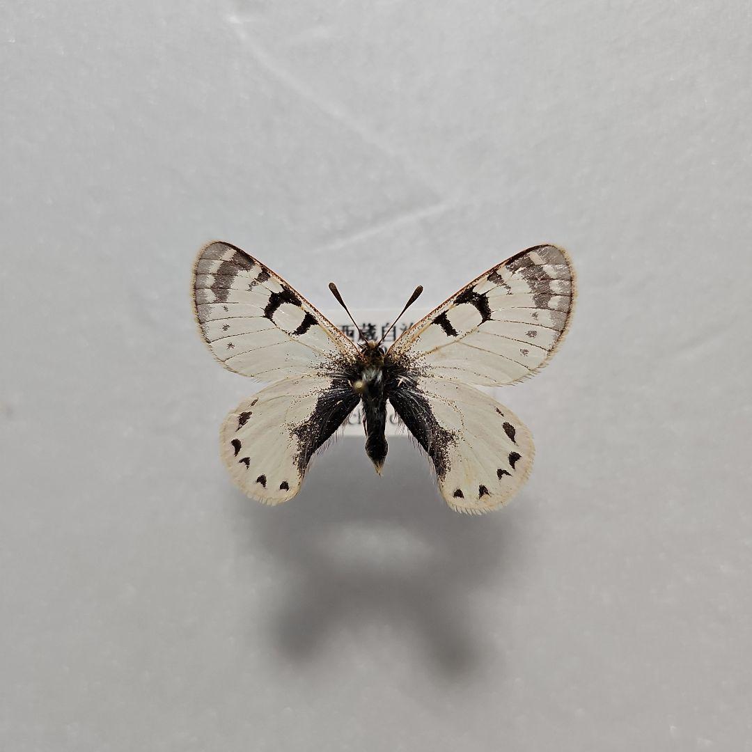 ハニングトンウスバシロチョウ