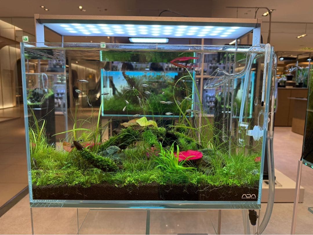 2/10まで！[ADA制作品] ADA アクアリウム 水槽 45cm セット